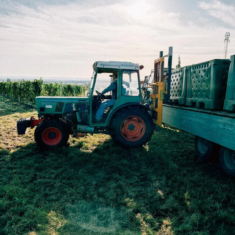 Weinlese 2023: Wo Qualität Tradition ist