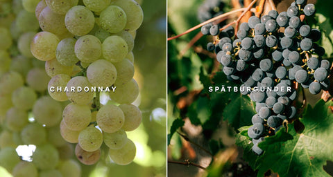 Chardonnay und Spätburgunder Trauben, die Rebsorten des Blanc et Noir Sekt
