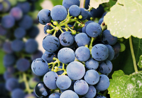 Reife Cabernet Sauvignon Traube mit Weinlaub