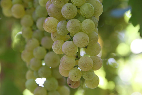 Chardonnay Trauben am Rebstock, die Rebsorte des Chardonnay Grande Réserve