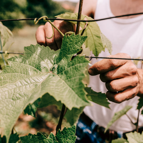 Gelber Muskateller Wein: Eine köstliche Entdeckung