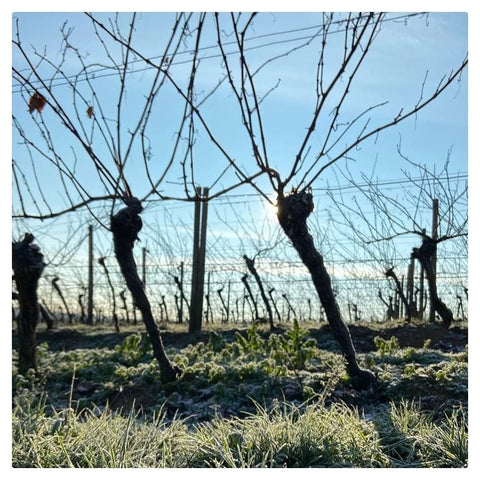 Was machen Winzer im Winter?