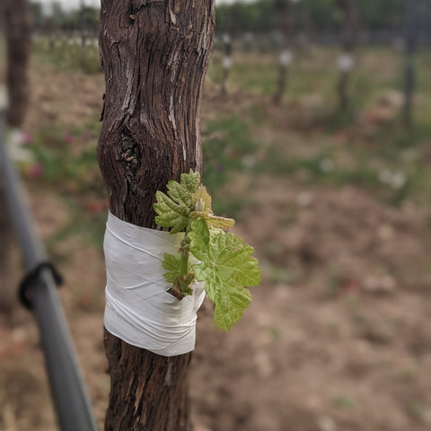 Aus Riesling wird Cabernet