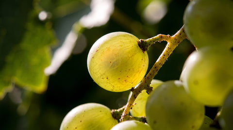Rieslingtrauben am Rebstock im Sonnenlicht