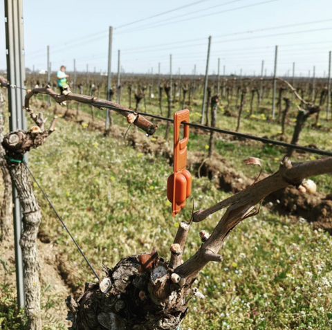 Was hängt da im Weinberg?