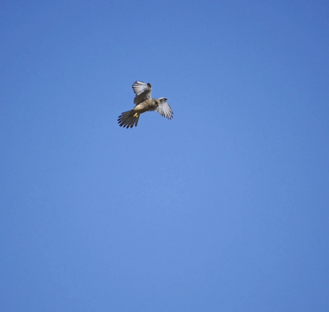 Der Bussard wacht täglich über die Reben