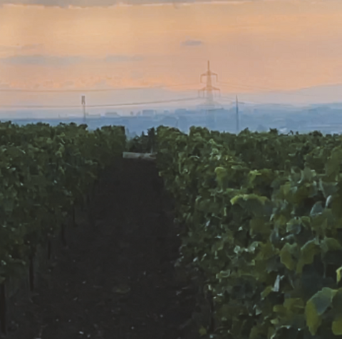 Blick über die Weiten des Goldbergs