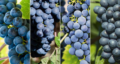 Vier rote Rebsorten nebeneinander, die Trauben des Cuvée Tendo vom Weingut Zelt