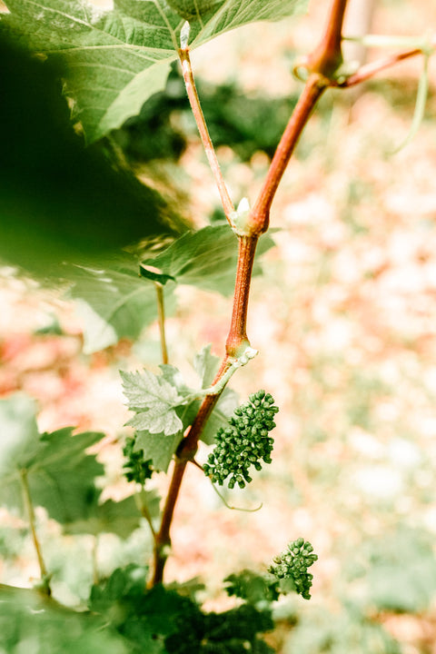 Nachhaltige Praktiken