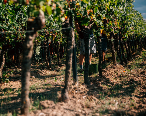 Die Beine einige Arbeiter der Lesemannschaft von Weingut Mario Zelt aus Laumersheim in der Pfalz zwischen den Rebzeilen