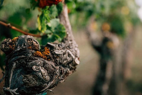 Rebzeile im Weinberg des Weinguts Zelt in Laumersheim, Pfalz