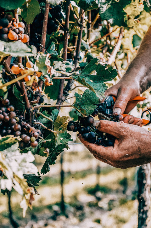 Handlese Nahaufnahme von Weingut Mario Zelt aus Laumersheim in der Pfalz