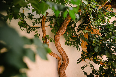 Ein Baum im Innenhof von Weingut Mario Zelt aus Laumersheim in der Pfalz
