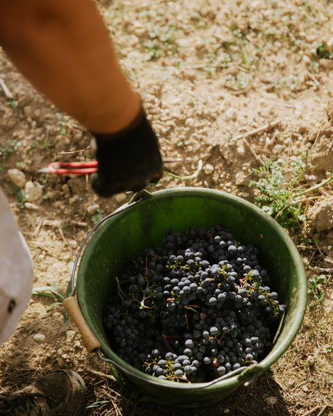 Ein Eimer voll mit Cabernet Franc Trauben in einem Eimer von Weingut Mario Zelt aus Laumersheim in der Pfalz
