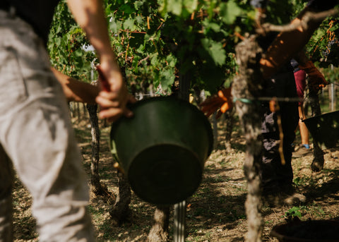 Hand in Hand wird gearbeitet während der lese in den rebzeilen von Weingut Mario Zelt aus Laumersheim in der Pfalz