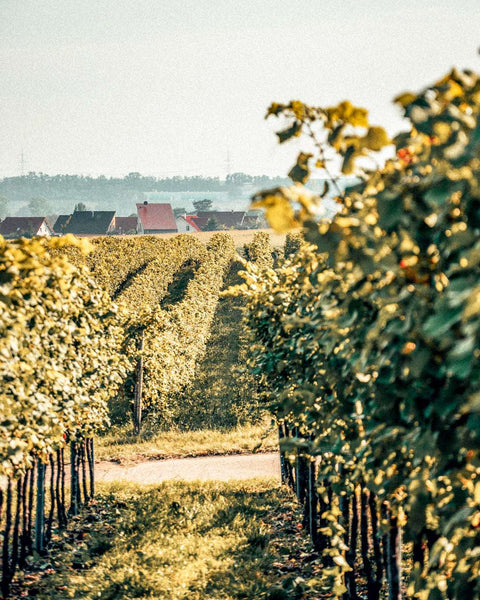 Panorama mit Rebzeilen und den Häusern von Laumersheim, Weingut Zelt in Laumersheim, Pfalz