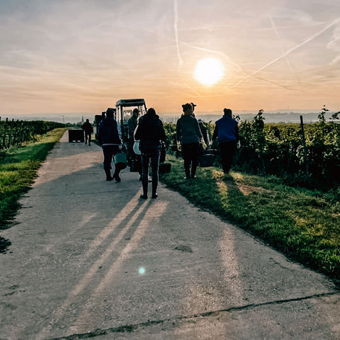 Früh morgens im Weinberg