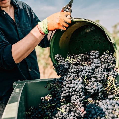 Rote Trauben, weißer Wein
