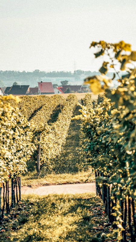 Ortswein
