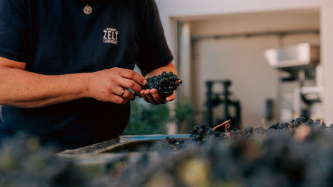 A Taste of Zelt, das Weißwein-Probierpaket, Weingut Zelt in Laumersheim, Pfalz