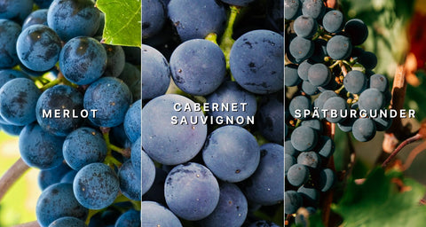 Trauben von Merlot, Cabernet Sauvignon und Spätburgunder, die Rebsorten des Rosé vom Weingut Zelt