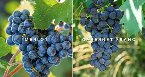 Merlot und Cabernet Franc Trauben am Rebstock