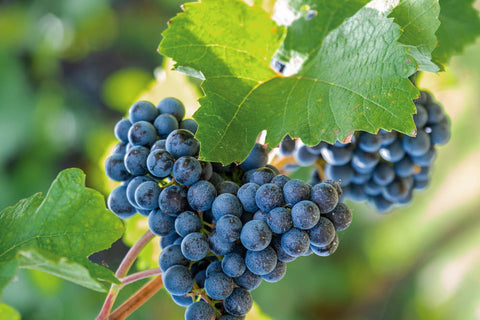 Reife Merlot Trauben mit Weinlaub am Rebstock