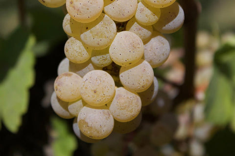 Goldgelbe Rieslingtraube im Gegenlicht
