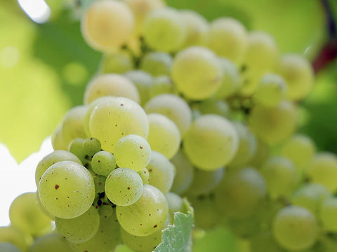 Grüngelbe Sauvignon Blanc Trauben in Nahaufnahme