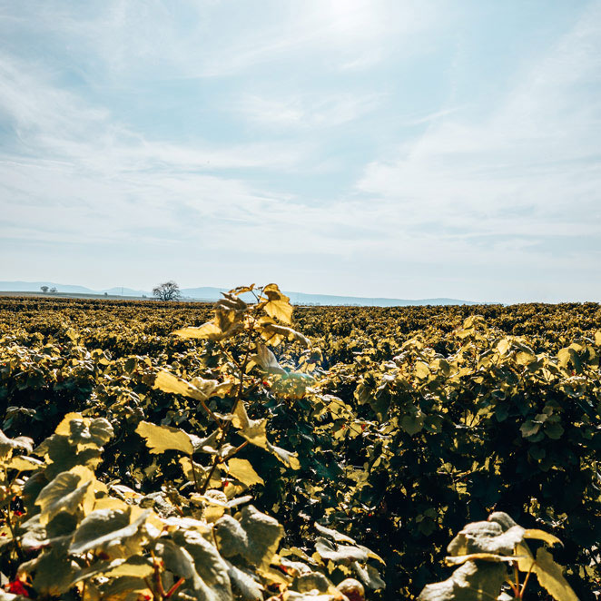 Ein Blick über den Weinberg von Weingut Mario Zelt