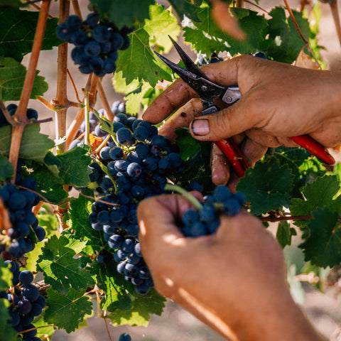 Mario Zelt bei der Handarbeit in der Rebzeile, Weingut Zelt in Laumersheim, Pfalz
