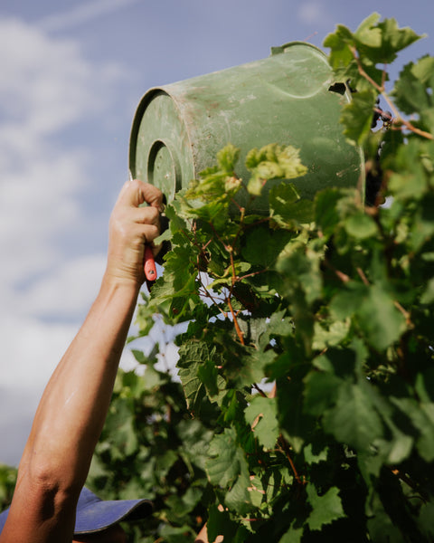 Ein Eimer voll mit Cabernet Franc Trauben wird über eine Rebzeile hinweg auf den Traktor geschüttet von Weingut Mario Zelt aus Laumersheim in der Pfalz