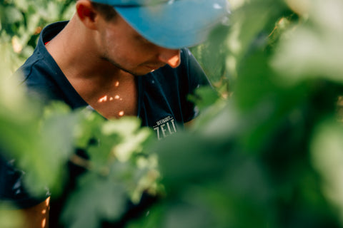 Erntehelfer von Weingut Mario Zelt aus Laumersheim in der Pfalz