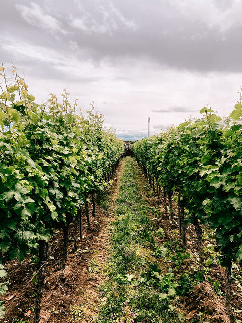 Weingut Mario Zelt - zwischen den Reben des Rieslings, perspektive in die Reihen des Weinbergs