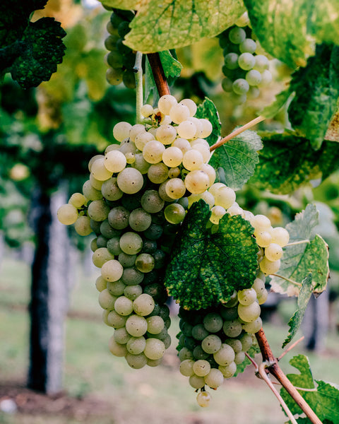 Weingut Mario Zelt, Riesling trauben hängen an der Rebe und sind reif