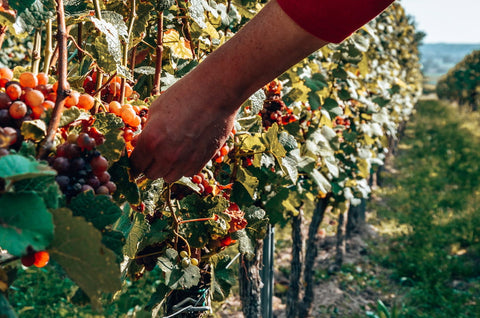 Handlese im Weinberg, Trauben werden von Hand vom Rebstock geschnitten